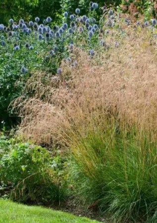 DESCHAMPSIA cespitosa Goldtau